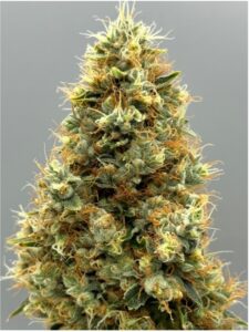 double-black-chunk1