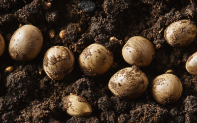 🌱CBG Germination: Part 1 – What Growers Need to Know About Starting This Powerful Cannabinoid from Seed
