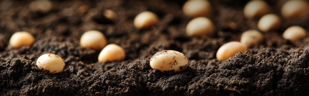sgtwhiskypaul_cbg_seeds_in_dirt_--ar_165_--v_6.1_08d77f2c-352b-4579-9979-6b3cb152ab3b_2