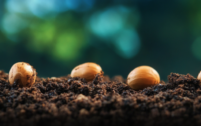 🌱 CBG Germination Part 2: Unique Considerations and What Makes These Seeds So Different?