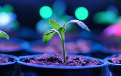 🌱 CBG Germination Part 4: Training and Vegetative Growth for Maximum Cannabinoid Yield