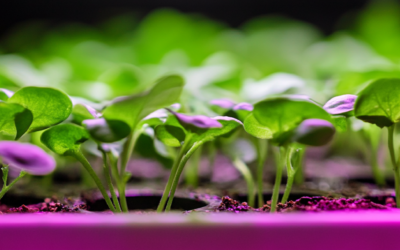 🌱 CBG Germination Part 3: Best Practices for Seedling Care, Transplanting, and Nutrition